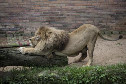  SAPUCAIA DO SUL,  RS, BRASIL, 09/05/2019- Zoológico de Sapucaia. (FOTOGRAFO: JEFFERSON BOTEGA / AGENCIA RBS)Indexador: Jefferson Botega