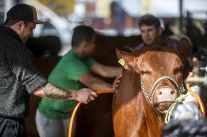  ESTEIO, RS, BRASIL - 2019.08.21 - Preparativos finais para Expointer 2019, em Esteio. (Foto: ANDRÉ ÁVILA/ Agência RBS)Indexador: Andre Avila