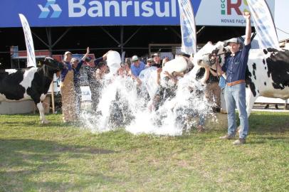 ESTEIO (RS): Banho de leite da raça Holandesa, na pista do Gado Leiteiro