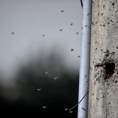  CAXIAS DO SUL, RS, BRASIL, 28/08/2019Enxame de abelhas em poste atrapalha moradores na Rua José Brugger no bairro  Jardim América, em Caxias. (Lucas Amorelli/Agência RBS)