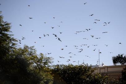  CAXIAS DO SUL, RS, BRASIL (05/08/2019)Baixas temperaturas e sol no centro de Caxias do Sul. (Antonio Valiente/Agência RBS)