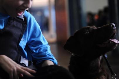  CAXIAS DO SUL, RS, BRASIL (28/08/2019)O jovem Gabriel Borsoi dos Santos, de 10 anos, ganhou uma companheira de quatro patas muito especial há cerca de um ano e meio. Tina é uma uma cachorra da raça labrador que foi treinada para ajudar o Gabi, como é carinhosamente chamado pela família e amigos, em suas atividades diárias. Ele foi diagnosticado com deficiência motora ainda na infância e, por isso, se desloca com ajuda de uma cadeira de rodas. Todos os dias, a mascote caminha ao lado da cadeira do menino na ida e volta de casa para a Escola Municipal José Protázio Soares de Souza, em Caxias, onde ele está no 4° ano. Fontes: Tina - Labrador / Gabriel Borsoi dos Santos /  Letícia Comerlato - diretora da Escola Municipal José Protázio Soares de Souza /  Camila Borsoi de Nalle - mãe do Gabi. (Antonio Valiente/Agêmcia RBS)Janaína Ganzer - adestradora