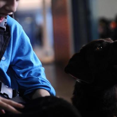  CAXIAS DO SUL, RS, BRASIL (28/08/2019)O jovem Gabriel Borsoi dos Santos, de 10 anos, ganhou uma companheira de quatro patas muito especial há cerca de um ano e meio. Tina é uma uma cachorra da raça labrador que foi treinada para ajudar o Gabi, como é carinhosamente chamado pela família e amigos, em suas atividades diárias. Ele foi diagnosticado com deficiência motora ainda na infância e, por isso, se desloca com ajuda de uma cadeira de rodas. Todos os dias, a mascote caminha ao lado da cadeira do menino na ida e volta de casa para a Escola Municipal José Protázio Soares de Souza, em Caxias, onde ele está no 4° ano. Fontes: Tina - Labrador / Gabriel Borsoi dos Santos /  Letícia Comerlato - diretora da Escola Municipal José Protázio Soares de Souza /  Camila Borsoi de Nalle - mãe do Gabi. (Antonio Valiente/Agêmcia RBS)Janaína Ganzer - adestradora