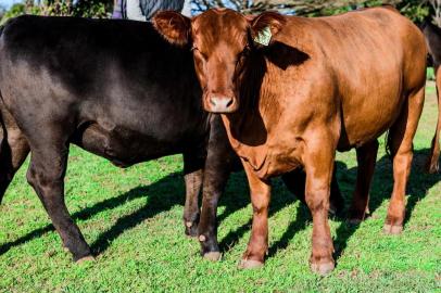  Na Fazenda Reconquista, em Alegrete, José Paulo Cairoli (ex-vice governador do RS) posa com seus animais.