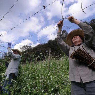  CAXIAS DO SUL, RS, BRASIL, 27/08/2019 - Produtores de uva Roni e Marta Castoldi realizam a poda dos parreirais no interior de Caxias do Sul. (Marcelo Casagrande/Agência RBS)