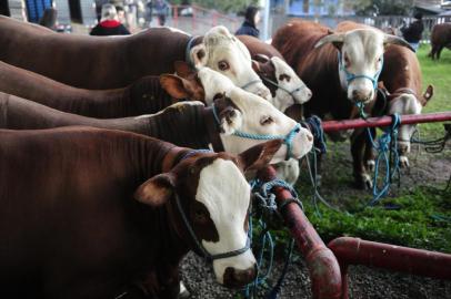  ESTEIO,RS,BRASIL.2019,08,2019.Chegada dos primeiros animais na Expointer.(RONALDO BERNARDI/AGENCIA RBS).