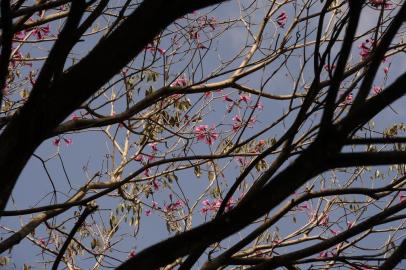  CAXIAS DO SUL, RS, BRASIL (30/08/2019)Temperatura alta em Caxias do Sul. (Antonio Valiente/Agência RBS)