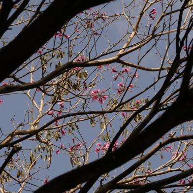  CAXIAS DO SUL, RS, BRASIL (30/08/2019)Temperatura alta em Caxias do Sul. (Antonio Valiente/Agência RBS)