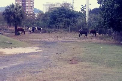 Uma das mais importantes avenidas de Porto Alegre apresentou uma movimentação incomum na manhã desta quarta-feira (4). Por volta das 6h, o que chamava atenção não era o trânsito carregado de veículos, mas sim seis cavalos que estavam soltos na via, próximo à rótula da Avenida dos Gaúchos.