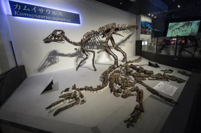  A life-size replica (top) of kamuysaurus japonicus, or Japanese dragon god, is seen on display as the nearly-complete fossilised skeleton (foreground) is laid out on an exhibition platform during the Dinosaur Expo 2019 at the National Museum of Nature and Science in Tokyo on September 6, 2019. - Japanese scientists have identified a new species of dinosaur from a nearly complete skeleton that was the largest ever discovered in the country, measuring eight metres (26 feet) long. (Photo by Behrouz MEHRI / AFP)Editoria: SCILocal: TokyoIndexador: BEHROUZ MEHRISecao: animalFonte: AFPFotógrafo: STF