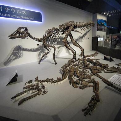  A life-size replica (top) of kamuysaurus japonicus, or Japanese dragon god, is seen on display as the nearly-complete fossilised skeleton (foreground) is laid out on an exhibition platform during the Dinosaur Expo 2019 at the National Museum of Nature and Science in Tokyo on September 6, 2019. - Japanese scientists have identified a new species of dinosaur from a nearly complete skeleton that was the largest ever discovered in the country, measuring eight metres (26 feet) long. (Photo by Behrouz MEHRI / AFP)Editoria: SCILocal: TokyoIndexador: BEHROUZ MEHRISecao: animalFonte: AFPFotógrafo: STF