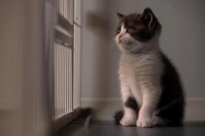  This photo taken on September 2, 2019 shows Chinas first cloned kitten called Garlic at the Chinese company Sinogene, a pet cloning outfit which has cloned more than 40 pet dogs since 2017, in Beijing. - To clone a dog costs a hefty 380,000 yuan (53,000 USD) and 250,000 yuan (35,000 USD) for a cat. (Photo by STR / AFP)Editoria: SCILocal: BeijingIndexador: STRSecao: animalFonte: AFPFotógrafo: STR