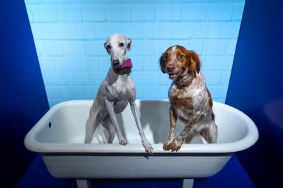  PORTO ALEGRE, RS, BRASIL, 06/09/2019: Shopping realiza o Pet Day.Indexador: ISADORA NEUMANN