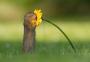 Fotógrafo captura momento em que esquilo cheira uma flor amarela e imagem viraliza