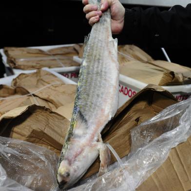 peixe no mercado público