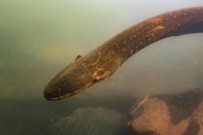  A picture released by Prof. Dr. Leandro Melo de Sousa on September 9, 2019 shows an electric eel (Electrophorus Voltai). - Call it a shock discovery: DNA research has revealed two entirely new species of electric eel in the Amazon basin, including one capable of delivering a record-breaking jolt. The findings are evidence, researchers say, of the incredible diversity in the Amazon rainforest -- much of it still unknown to science -- and illustrate why it is so important to protect a habitat at risk from deforestation, logging and fires. (Photo by - / Courtesy by Prof. Dr. Leandro Melo de Sousa / AFP) / RESTRICTED TO EDITORIAL USE - MANDATORY CREDIT AFP PHOTO/ LEANDRO SOUSA - NO MARKETING NO ADVERTISING CAMPAIGNS - DISTRIBUTED AS A SERVICE TO CLIENTSEditoria: HUMLocal: UnknownIndexador: -Secao: animalFonte: Courtesy by Prof. Dr. Leandro MeFotógrafo: STR