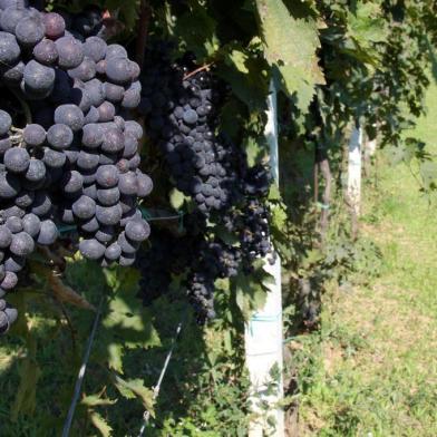 *** Enoturismo na Itália - dvg ***Turismo: Enoturismo na cidade de Controguerra, na Itália.Na foto, produção de uvas Montepulciano dAbruzzo. Fonte: Divulgação Fotógrafo: Ivano di Benedetto