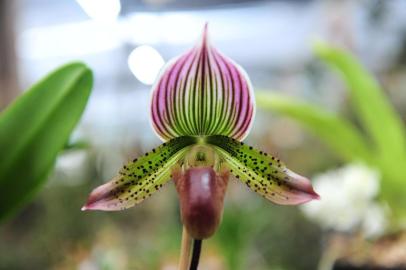  CAXIAS DO SUL, RS, BRASIL, 13/09/2019. Orquidário Tradição sedia o Quarto Festival de Orquídeas na Linha 40, em Caxias. (Porthus Junior/Agência RBS)