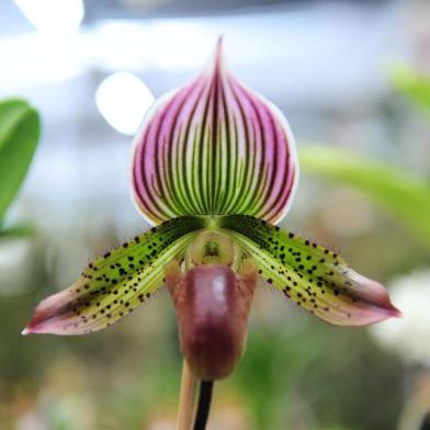  CAXIAS DO SUL, RS, BRASIL, 13/09/2019. Orquidário Tradição sedia o Quarto Festival de Orquídeas na Linha 40, em Caxias. (Porthus Junior/Agência RBS)