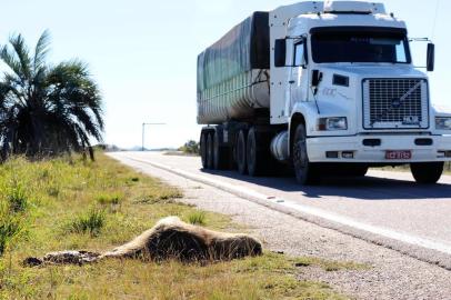  Centenas de caminhões cruzam diariamente pela BR 471, dentros dos limites da  Estação ecológica do Taim para transportar material para a construção do Parque Eólico de Santa Vitória do Palmar.Indexador: GUSTAVO ROTH