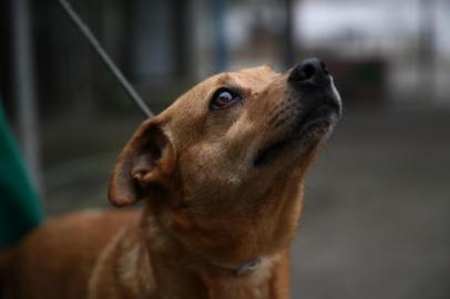  PORTO ALEGRE, RS, BRASIL - Unidade de Saúde Animal Victória (Usav). Os animais albergados chegam à Unidade de Saúde Animal Victória (Usav) da prefeitura vítimas de maus tratos, alguns abandonados pelos próprios tutores que os deixaram para tratamento. Antes de serem liberados para adoção, são vacinados, desverminados, castrados e microchipados. A Smams ainda assegura atendimento gratuito vitalício. Aqueles mais idosos, ou com deficiências físicas, além das consultas clínicas e vacinas anuais, terão direito à cirurgia caso necessário. Na imagem o cachorro Treme-treme.