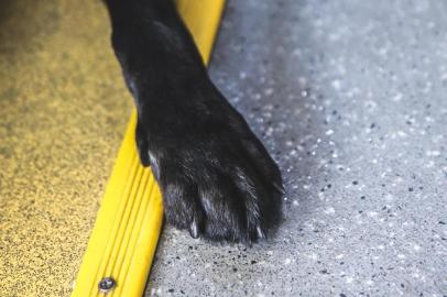  FLORIANÓPOLIS, SC, BRASIL - 30/01/2018Como surgem os cães-guias. Na foto, Augusto Matias, deficiente visual, e sua labradora, cão-guia, Angra