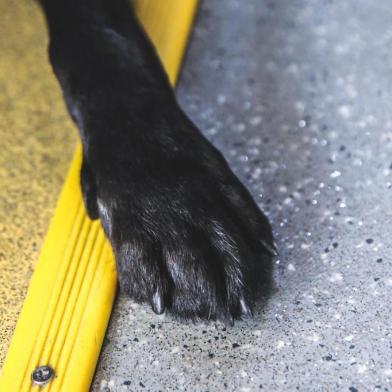  FLORIANÓPOLIS, SC, BRASIL - 30/01/2018Como surgem os cães-guias. Na foto, Augusto Matias, deficiente visual, e sua labradora, cão-guia, Angra