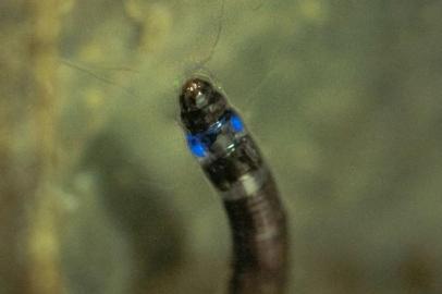 Pesquisadores brasileiros descobriram em uma reserva da Mata Atlântica uma larva de mosquito capaz de emitir luz azul ¿ algo inédito na América do Sul. Embora diferentes insetos e fungos bioluminescentes sejam conhecidos no continente, todos emitem luz nas cores verde, amarelo ou vermelho. As informações são da Agência FAPESP.