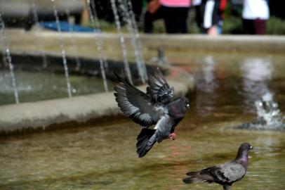  CAXIAS DO SUL, RS, BRASIL, 06/02/2019Pombos no centro da cidade. (Lucas Amorelli/Agência RBS)