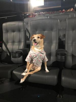 Cine Pets / Divulgação