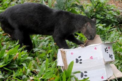 GramadoZoo comemorou 11 anos com festa para os animais neste dia 20 de setembro. Na foto, um gato mourisco