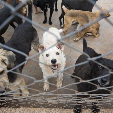  CAXIAS DO SUL, RS, BRASIL, 08/01/2019: Projeto Engenharia Solidária, criado pela engenheira Rejane Rech, recolhe tampas plásticas para arrecadar dinheiro e doar a ONGs de proteção a animais. (CAMILA DOMINGUES/AGÊNCIA RBS)