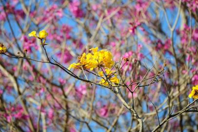  PORTO ALEGRE,RS,BRASIL.Chegada da Primavera,com arvores com poucas flores.(RONALDO BERNARDI/AGENCIA RBS).