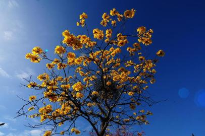  PORTO ALEGRE,RS,BRASIL.Chegada da Primavera,com arvores com poucas flores.(RONALDO BERNARDI/AGENCIA RBS).