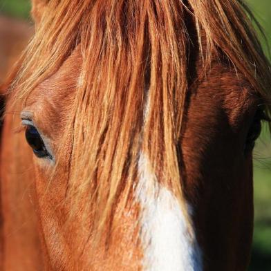  ROLANTE, RS, BRASIL, 29-09-2015: Reportagem para o Campo e Lavoura sobre os casos de mormo no Estado, doença que ataca cavalos e pode ser transmitida a humanos. Em Rolante foi confirmado o primeiro caso de mormo no Estado. (Foto: Carlos Macedo/Agência RBS)