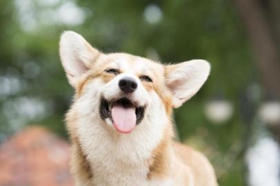  Corgi dog smile and happy in summer sunny day - cachorroIndexador: Chutima ChaochaiyaFonte: 202747104