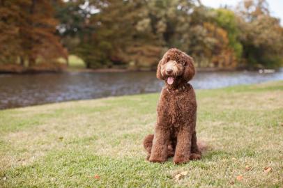  Beautiful Brown Labradoodle Standing by Lake at the Park with Autumn Leaves in BackgroundIndexador: Mica Ringo DBA The Dog PhotograpFonte: 113544224