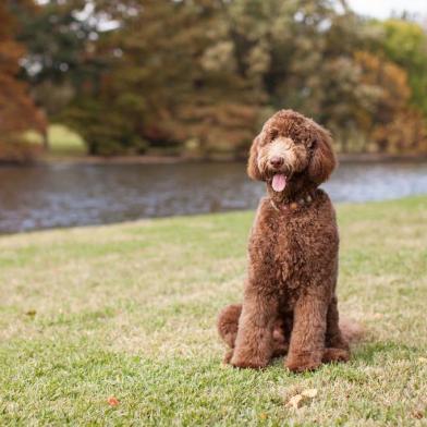  Beautiful Brown Labradoodle Standing by Lake at the Park with Autumn Leaves in BackgroundIndexador: Mica Ringo DBA The Dog PhotograpFonte: 113544224