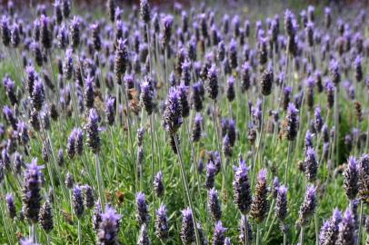 Lavanda em Morro Reuter