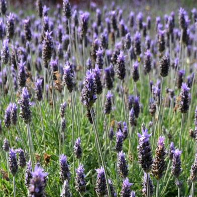 Lavanda em Morro Reuter