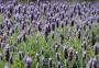 Uma festa para celebrar a lavanda em Morro Reuter