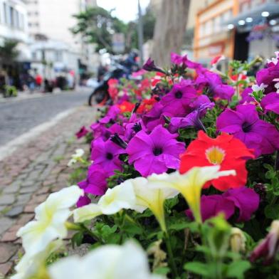  CAXIAS DO SUL, RS, BRASIL, 27/09/2019. Com a chegada da primavera intensifican-se os casos de alergias. Fotos gerais de flores, ipês, no centro da cidade. (Porthus Junior/Agência RBS)