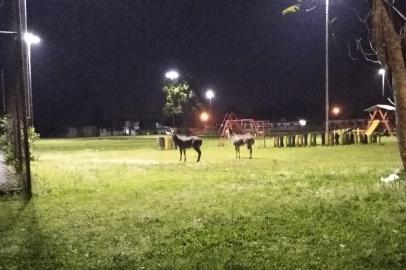 Cervos da espécie Dama dama são flagrados em praça de Gravataí a dois quilômetros do antigo Pampas Safari