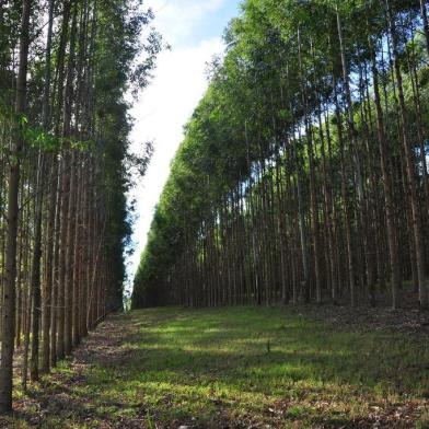  José Lucas do município de Cerrito, planeja colher a floresta de eucalipto no segundo semestre de 2012