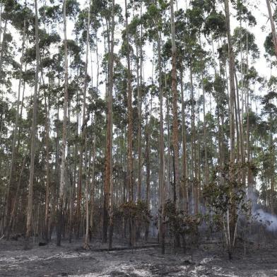  JOINVILLE, SC, BRASIL, 12-11-2014: Incêndio atinge plantação de eucalipto na BR-101. A plantação fica no km 74 da rodovia e pertence à empresa Weg, de Jaraguá do Sul. Os bombeiros ainda não concluíram qual foi a causa do incêndio. Pessoas que moram na região disseram que o fogo começou por volta das 14 horas. (Foto: Leo Munhoz/ Agência RBS)