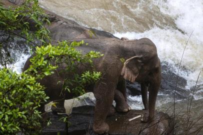 EDITORS NOTE: Graphic content / This photo by Thai News Pix taken on October 5, 2019 shows two elephants (one behind the other) trapped on a small cliff at a waterfall at Khao Yai National Park in central Thailand as rescuers work to save them. - At least six wild elephants drowned after tumbling down a waterfall in the Thai national park, authorities said on October 5, as rescuers worked through the night to save two of the animals on the brink of the same fateful plunge. (Photo by PANUPONG CHANGCHAI / THAI NEWS PIX / AFP)