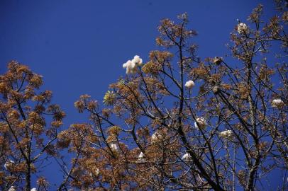  CAXIAS DO SUL, RS, BRASIL (21/09/2019)Ambiental de clima no Parque dos Macaquinhos. (Antonio Valiente/Agência RBS)