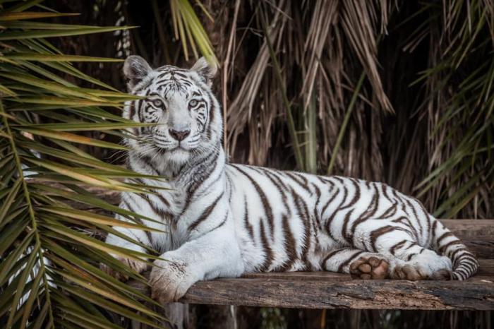 Ivan Mattos / Divulgação Zoológico de Brasília