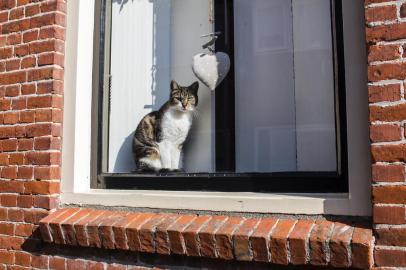  PORTO ALEGRE, RS, BRASIL, 08/10/2019- Amsterdam Winsow Cat. (Foto: Michael Frank / stock.adobe.com)Indexador: MICHAEL FRANKFonte: 208116748