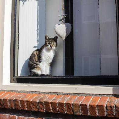  PORTO ALEGRE, RS, BRASIL, 08/10/2019- Amsterdam Winsow Cat. (Foto: Michael Frank / stock.adobe.com)Indexador: MICHAEL FRANKFonte: 208116748